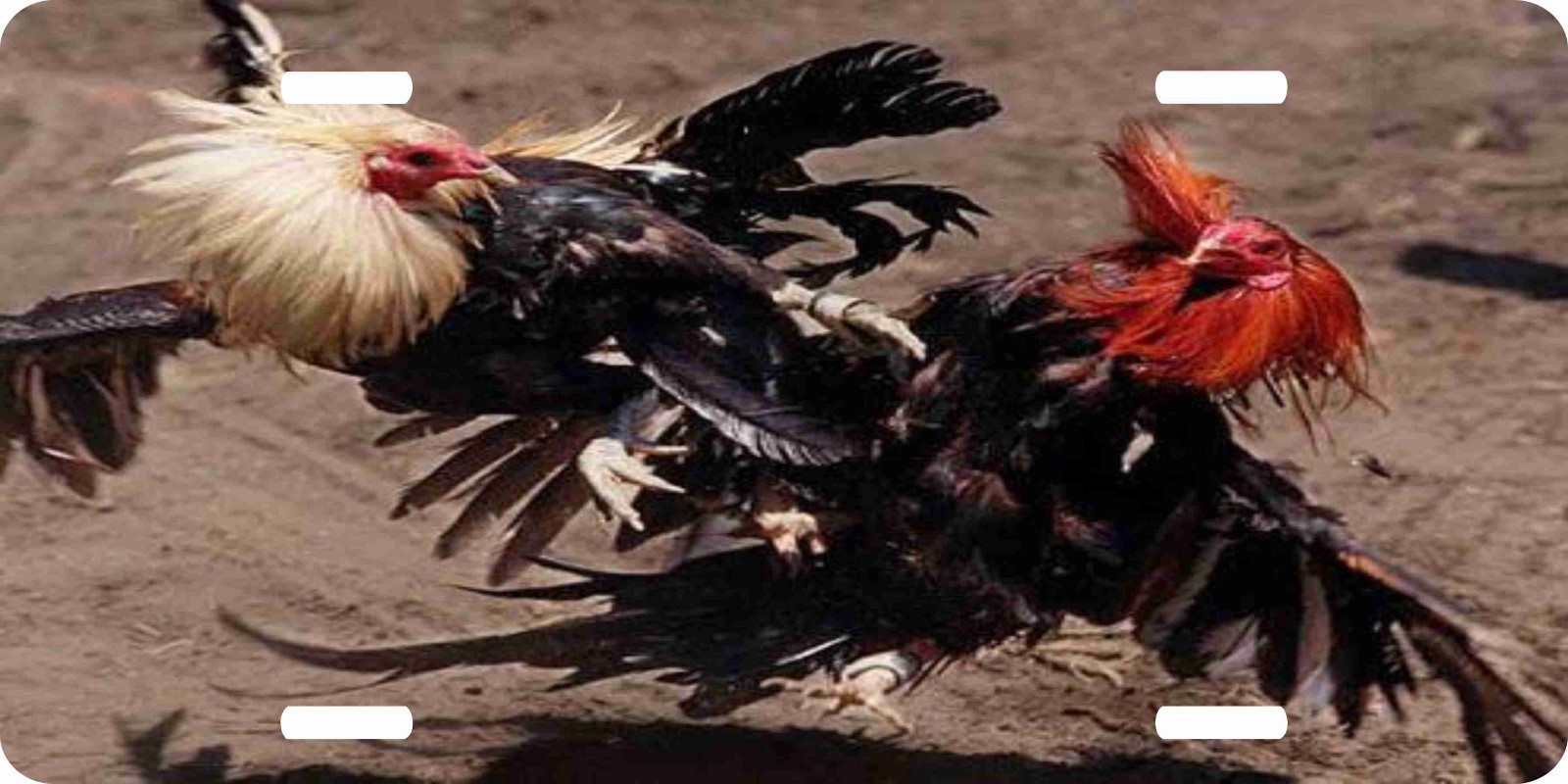 Fighting Rooster Chicken Game Sport 4 Designs License Plate Car Truck Tag 